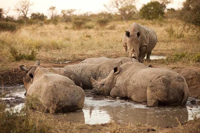 Full Day Kruger Park Open Vehicle Safari